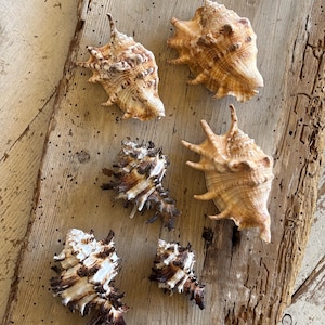 Può includere: Una vista dall'alto mostra sei conchiglie di varie dimensioni e forme. I gusci sono principalmente beige e marroni, con trame intricate e sporgenze appuntite. Sono disposti su una superficie di legno marrone chiaro e invecchiato.
