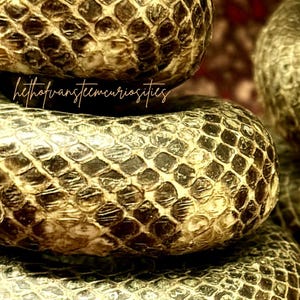 Ejemplar de serpiente disecada. Taxidermia. Gabinete de curiosidades. Objeto de historia natural.