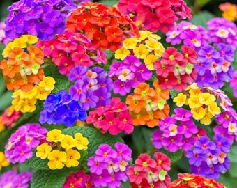Lantana Seeds Mix Color ; Vibrant Pollinator Magnet for green Garden (10 Seeds)