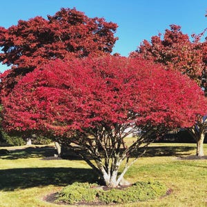 May include: A vibrant red tree with lush foliage dominates the foreground, set against a clear blue sky. The tree's branches are visible, and it is surrounded by green grass. Other trees with red and brown leaves are in the background.