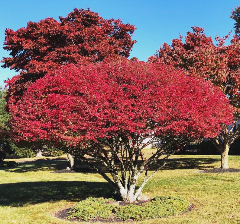 May include: A vibrant red tree with lush foliage dominates the foreground, set against a clear blue sky. The tree's branches are visible, and it is surrounded by green grass. Other trees with red and brown leaves are in the background.