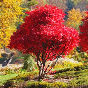 May include: A vibrant red Japanese maple tree stands in a garden setting. The tree's leaves are a brilliant crimson, contrasting with the green grass and other trees in the background. The tree's trunk and branches are visible.