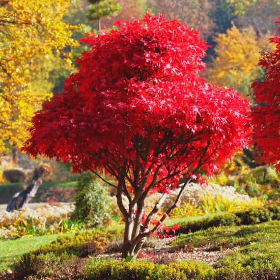 Red Japanese Maple Tree (Bloodleaf) Seeds - For 2026 Planting (20 Seeds)
