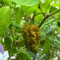 Pepper X World hot Rare Superhot Chili for Extreme Gardening 10 Seeds