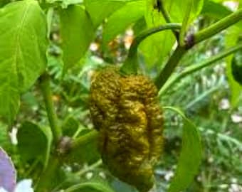 Pepper X World Rare Superscharf für Extrem Gartenarbeit 10 Samen