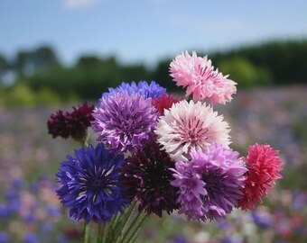 Dwarf Bachelor Button Polka Dot Mix Seeds – Heirloom Annual Flowers (100 Seeds)