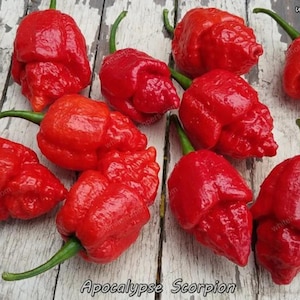 Puede incluir: Un conjunto de pimientos rojos brillantes Apocalypse Scorpion con tallos verdes. Los pimientos tienen una textura irregular y rugosa, dispuestos sobre una superficie de madera clara. El texto "Apocalypse Scorpion" es visible.