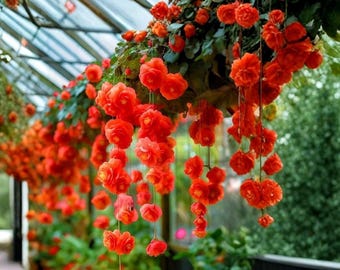 Rare Shade Garden Trailing Hanging Basket Flower - Red Weeping Begonia Seeds (15 Seeds)