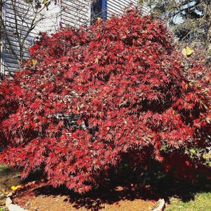 May include: A vibrant red Japanese maple tree in full autumn foliage. The tree's leaves are a deep crimson, creating a dense, rounded shape. The tree is set against a backdrop of a house and other trees, with a grassy lawn in the foreground.