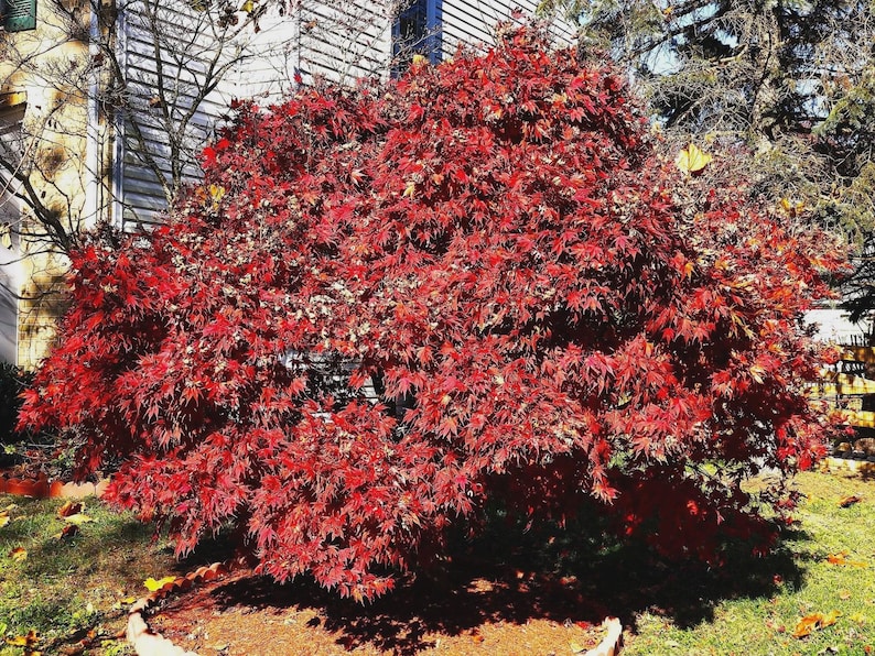 May include: A vibrant red Japanese maple tree in full autumn foliage. The tree's leaves are a deep crimson, creating a dense, rounded shape. The tree is set against a backdrop of a house and other trees, with a grassy lawn in the foreground.