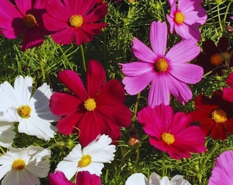 Dwarf Cosmos Seed Mix - Short & Compact Colorful Pollinators 50 Seeds