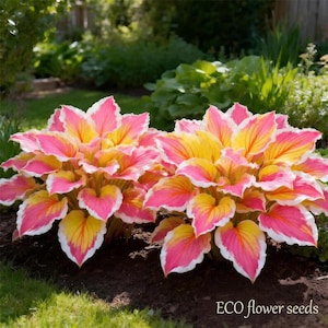 Rainbow Hosta Live Plant | Colorful Shade Perennial | Rare Ornamental Garden Foliage