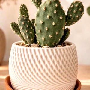 Maceta espiral moderna con bandeja de drenaje / Maceta minimalista / Maceta para suculentas de interior / Decoración de escritorio