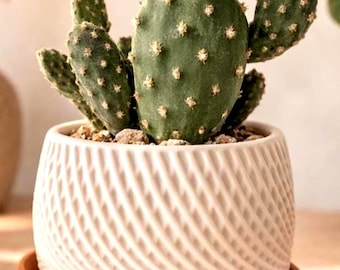 Modern Spiral Planter with Drainage Tray | Minimalist Plant Pot | Indoor Succulent Planter | Desk Decor