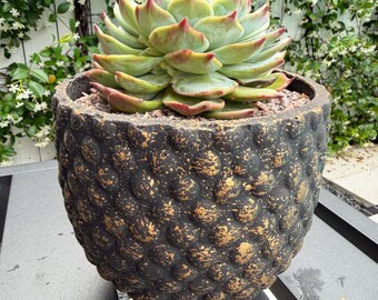 Nueva tienda / Maceta de cemento texturizado y planta / Envío gratis / Suculenta rara – Selección de coleccionista, decoración de diseño para el hogar, regalo de planta viva