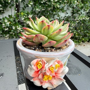 May include: A vibrant succulent plant in a decorative ceramic pot. The succulent has green leaves with red edges. The pot is light pink with a floral design and a cluster of ceramic flowers. The background features a wall covered in white flowers.