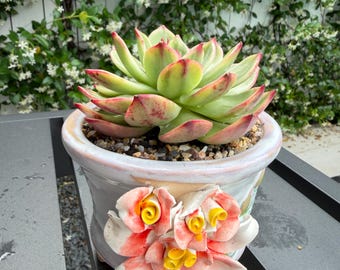 ¡Nueva tienda! / Set de maceta y planta / Suculenta rara – Selección de coleccionista, decoración de diseño para el hogar, regalo de planta viva