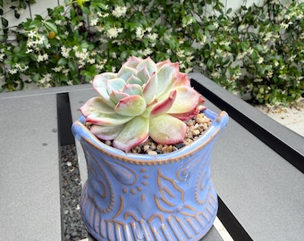 Nueva tienda / Juego de maceta y planta artesanal / Suculenta rara – Selección de coleccionista, decoración de diseño para el hogar, regalo de planta viva