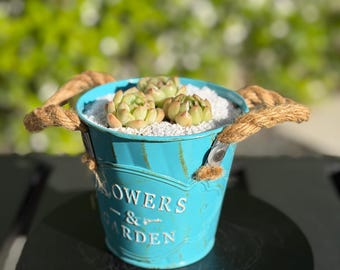 Nueva tienda / Set de maceta y planta / Suculenta Echeveria rara – Selección de coleccionista, decoración de diseño para el hogar, regalo de planta viva