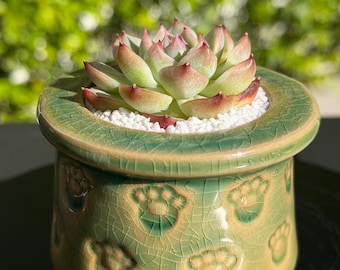 Nueva tienda / Set de maceta y planta / Suculenta Echeveria rara – Selección de coleccionista, decoración de diseño para el hogar, regalo de planta viva