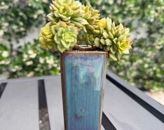 ¡Nueva tienda! Maceta de cerámica esmaltada y juego de plantas / Grupo de suculentas raras – Selección de coleccionista, decoración de diseño para el hogar, regalo de plantas vivas