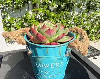 Nueva tienda / Set de maceta y planta / Suculenta variegada – Selección de coleccionista, decoración de diseño para el hogar, regalo de planta viva