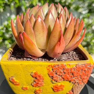 May include: A succulent plant with orange and green leaves sits in a square yellow ceramic pot. The pot is decorated with orange floral designs. The plant is in a sunny outdoor setting.