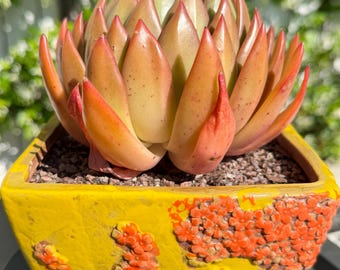 Nueva tienda / Maceta y planta pintadas a mano / Envío gratis / Echeveria Sakyamuni – Selección de coleccionista, decoración de diseño para el hogar, regalo de planta viva