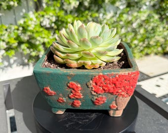 Nueva tienda / Juego de maceta y planta pintadas a mano / Envío gratis / Suculenta variegada – Selección de coleccionista, decoración de diseño para el hogar, regalo de planta viva