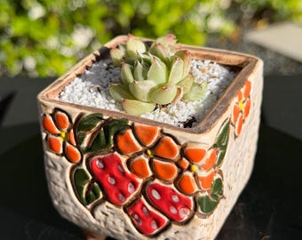 Nueva tienda / Set de maceta y planta / Suculenta Echeveria rara – Selección de coleccionista, decoración de diseño para el hogar, regalo de planta viva
