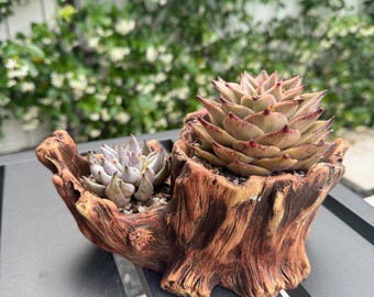 Nueva tienda / Maceta para suculentas con tallado de raíces antiguas y conjunto de suculentas raras – Selección de coleccionista, decoración de diseño para el hogar, regalo para fiestas