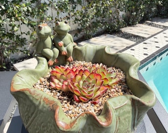 Nueva tienda / Set de maceta y planta / Envío gratis / Grupo de suculentas Echeveria raras – Selección de coleccionista, decoración de diseño para el hogar, regalo de planta viva