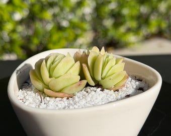 Nueva tienda / Set de maceta y planta / Suculenta Echeveria rara – Selección de coleccionista, decoración de diseño para el hogar, regalo de planta viva