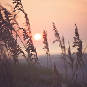 Könnte beinhalten: Eine ruhige Sonnenuntergangsszene mit hohen, fedrigen Gräsern im Vordergrund. Die Sonne ist eine helle Kugel in der Mitte, die einen warmen Schein über die Szene wirft. Die Gräser sind vor dem Himmel silhouettiert und schaffen eine friedliche Naturlandschaft.