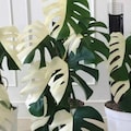Monstera Deliciosa Halfmoon ALBO Variegated Rooted cutting With mature leaf product logo