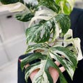 Monstera Borsigiana Albo Variegated Planting Rooted Nodes Cuttings product logo