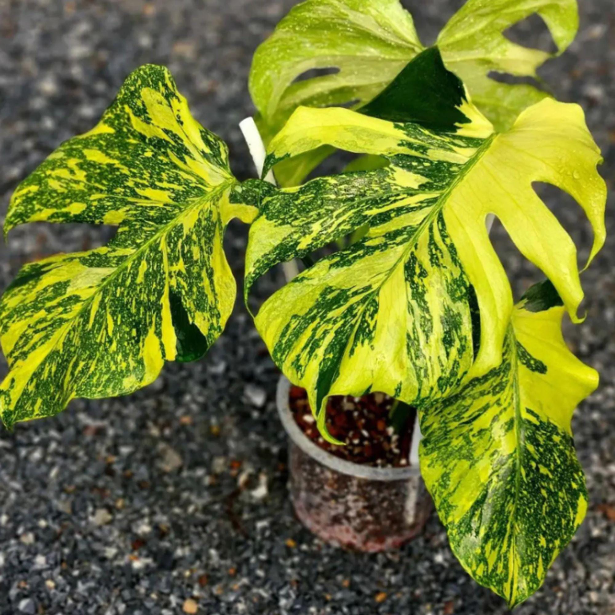 Monstera electro light - Etsy 日本