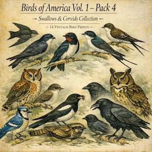 Puede incluir: Una impresión vintage que presenta 14 ilustraciones de aves, incluyendo búhos, golondrinas y cuervos. La obra de arte muestra a las aves posadas en ramas. El título dice "Birds of America Vol. 1 - Pack 4 - Swallows & Corvids Collection".