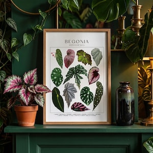 May include: A framed botanical print titled BEGONIA featuring illustrations of various begonia leaves in shades of green, pink, and silver. The print includes the text BEGONIA, BEGONICACEAE family, and a numbered list of plant names at the bottom.