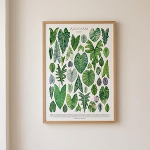 Puede incluir: Una lámina botánica enmarcada titulada Alocasia Family que presenta una colección de hojas de Alocasia verdes de diversas formas y tamaños, dispuestas sobre un fondo crema con pequeñas etiquetas numeradas junto a cada ilustración.