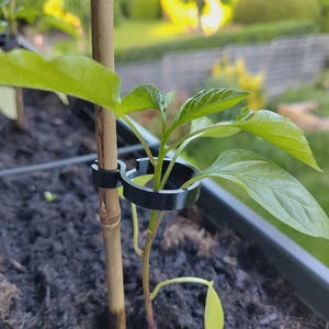 buy portulacaria afra Buy Elephant's Food Phoenix, AZ | Portulacaria afra