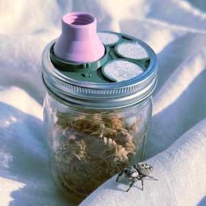 Peut inclure: Un bocal en verre transparent rempli de mousse brune, surmonté d'un couvercle vert foncé doté d'un port fileté rose clair et de trois évents circulaires en maille blanche. Une petite araignée sauteuse grise et noire est posée sur le tissu.