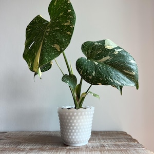 Könnte beinhalten: Eine panaschierte Monstera-Pflanze mit großen, herzförmigen grünen Blättern, die weiße und cremefarbene Sprenkel und Flecken aufweisen. Die Pflanze steht in einem weißen, zylindrischen Hobnail-Übertopf mit gewelltem Rand und strukturierter Oberfläche.