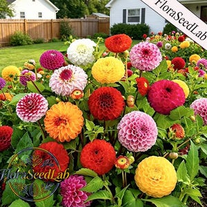Può includere: Un'aiuola fiorita vibrante piena di fiori di dalia colorati. I fiori variano dal rosso intenso e arancione al rosa, giallo e bianco. L'immagine include il testo "FloraSeedLab".