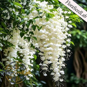 Pink Jasmine Seeds - Etsy