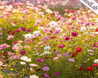 100 semillas de Cosmos, mezcla Sensation Mix - Flores cortadas, jardín de mariposas, aptas para polinizadores, sin OMG