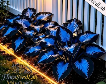 Blue‑Black Hosta Seeds | Rare Ornamental Foliage Plant, 100 Seeds