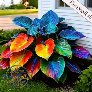 May include: A vibrant plant with large, heart-shaped leaves in a spectrum of colors, including red, orange, yellow, green, and blue. The leaves have a glossy texture and are arranged in a lush, full display. The text "FloraSeedLab" is visible in the image.