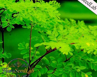 20 semillas raras de moringa enana, Árbol de la Vida, Planta Milagrosa, Moringa Enana, Plantas de Patio