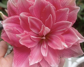 Bulbos de Hippeastrum rosa claro / Bulbos de Hippeastrum Amaryllis / Jardín doméstico